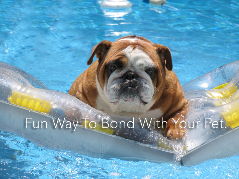 best Inflatable dog pool