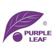 PURPLE LEAF